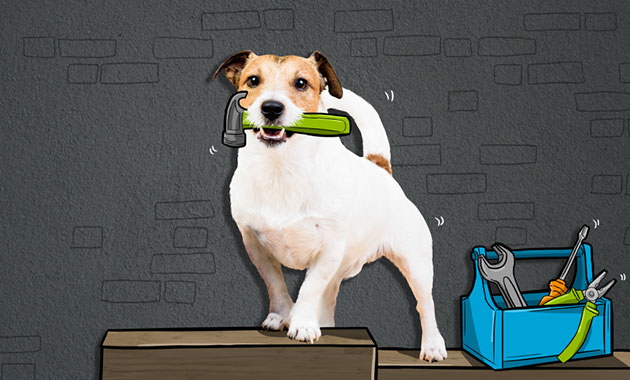Hund mit Werkzeug im Maul